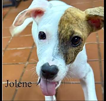 Photo of Jolene