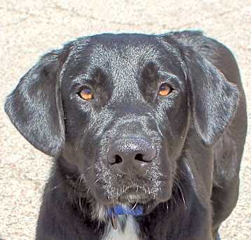 Photo of Beauregard