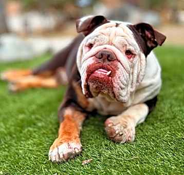Photo of Normy