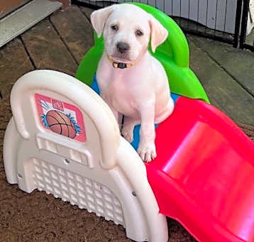 Photo of Marshmallow