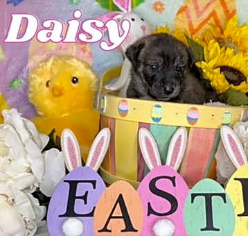 Photo of Daisy