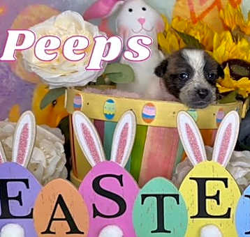 Photo of Peeps