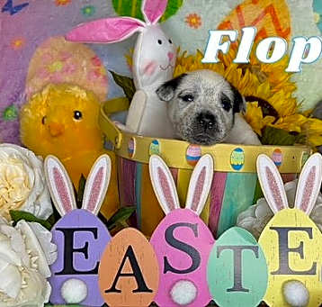 Photo of Flopsy