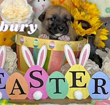 Photo of Cadbury