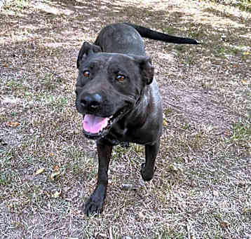 Photo of Midnight