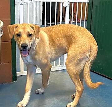 Photo of Buddy