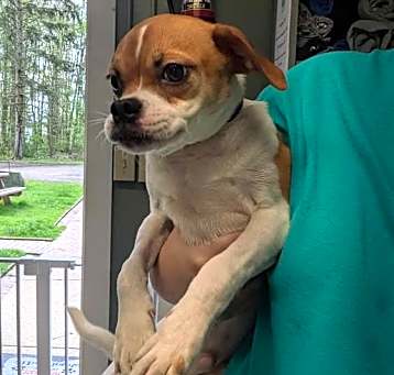 Photo of Rufus