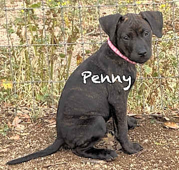 Photo of Penny (CORAL COLLAR)