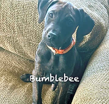 Photo of Bumble Bee (orange check collar)