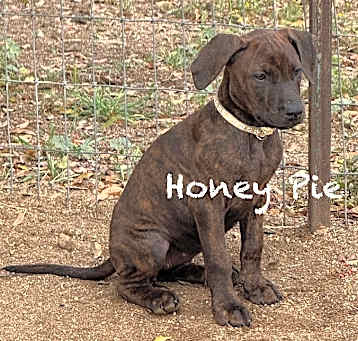 Photo of Honey Pie (YELLOW COLLAR)