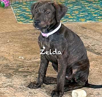 Photo of Zelda (lilac Collar)