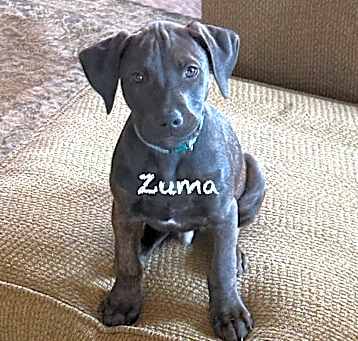 Photo of Zuma (green check collar)
