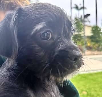 Photo of Waldo