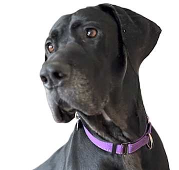 Photo of Dreyfus (25-036)