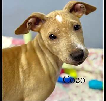 Photo of Coco