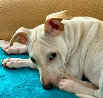 Photo of Lola