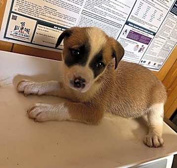 Photo of Bandit