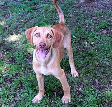 Photo of Snickers
