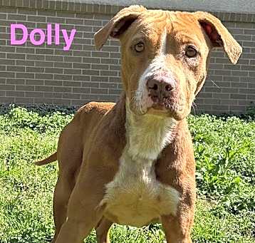 Photo of Dolly (4110 s Tennessee)