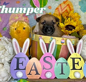 Photo of Thumper