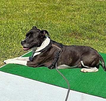 Photo of Roxie