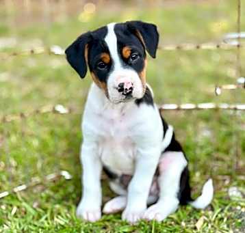 Photo of Levi