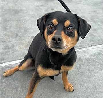 Photo of SCOOBY