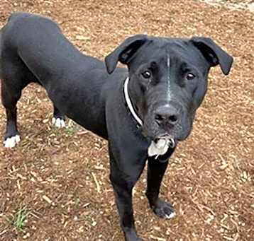 Photo of TUXEDO