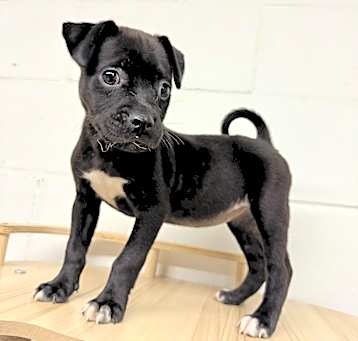 Photo of Bluebell
