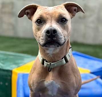 Photo of Velveteen