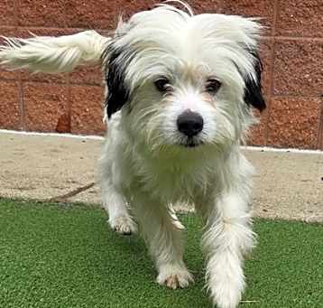 Photo of Neapolitan