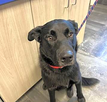 Photo of Kodiak