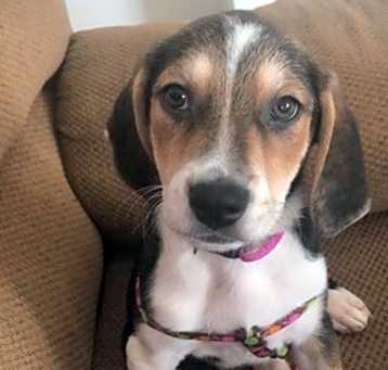 Photo of Shelby( Leila)