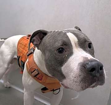 Photo of Bubba