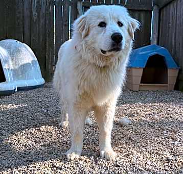 Photo of Denali