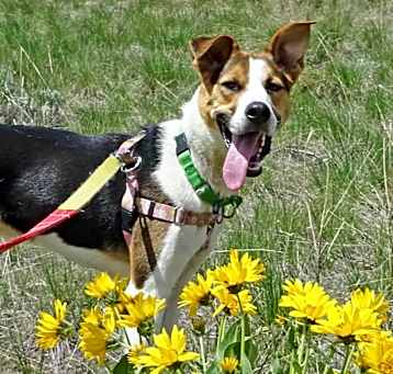 Photo of Rex