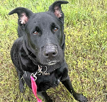 Photo of Shadow