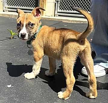 Photo of Let It Be -3542(adoption pending)