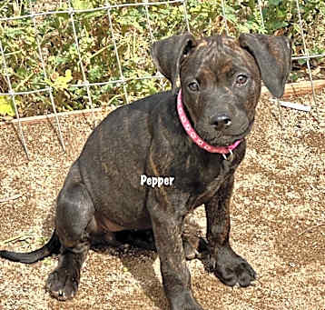 Photo of Pepper( hot pink collar)