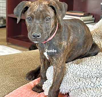 Photo of Gumbo (Red check collar)