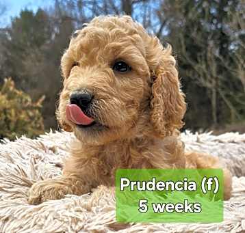 Photo of Adele, Bernarda, Prudencia, Amelia, Angustia