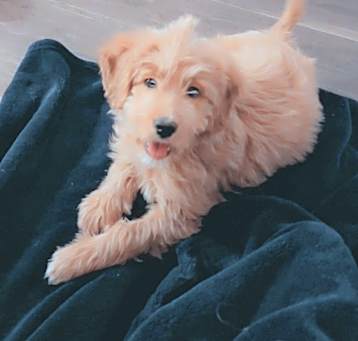 Photo of Bella