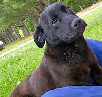 Photo of Toffee