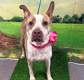 Photo of Piper