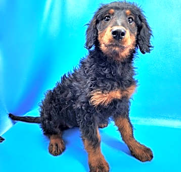 Photo of Honey