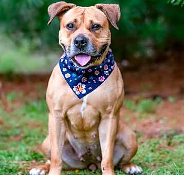 Photo of Boerbella