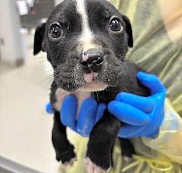 Photo of Doc