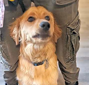Photo of Hector