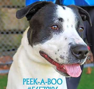 Photo of Peek-a-Boo aka Moo - Stray