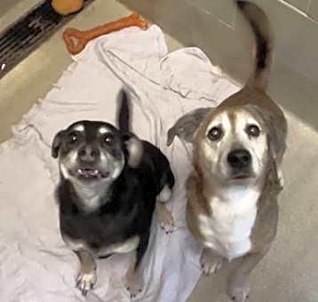 Photo of Herbert (Bonded with Malcolma)